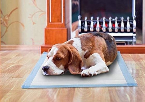 Les couvertures de lit et les couvertures d'entraînement pour chiots avec échantillons offerts gratuitement
